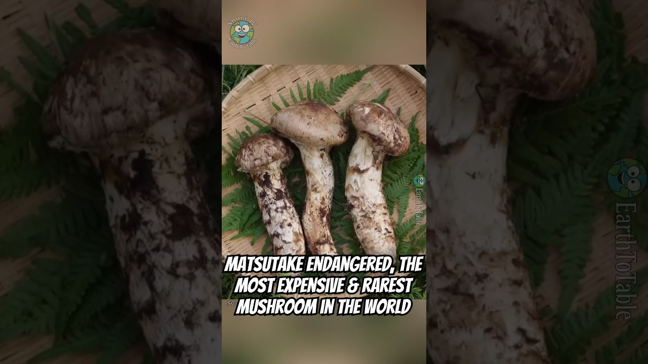 Matsutake Mushrooms: A Symbol of Luxury & Why Are They So Expensive?