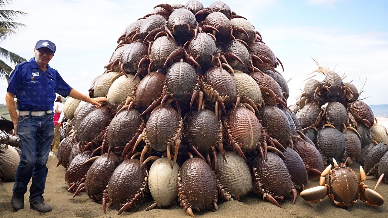 Why Don&rsquo;t They Eat Millions of Coconut Crabs in Japan?