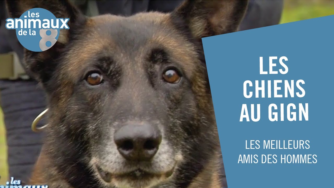 Immersion avec le GIGN - Les Animaux de la 8
