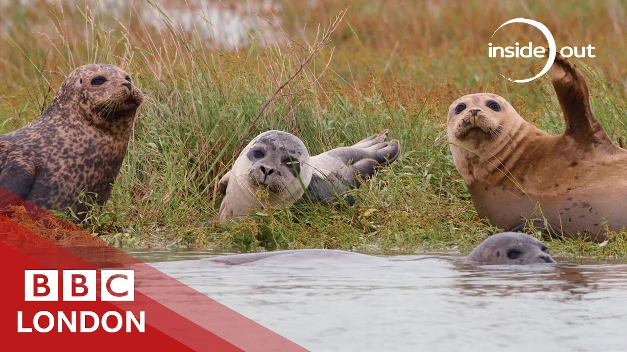Why seals are coming back to the Thames - BBC London