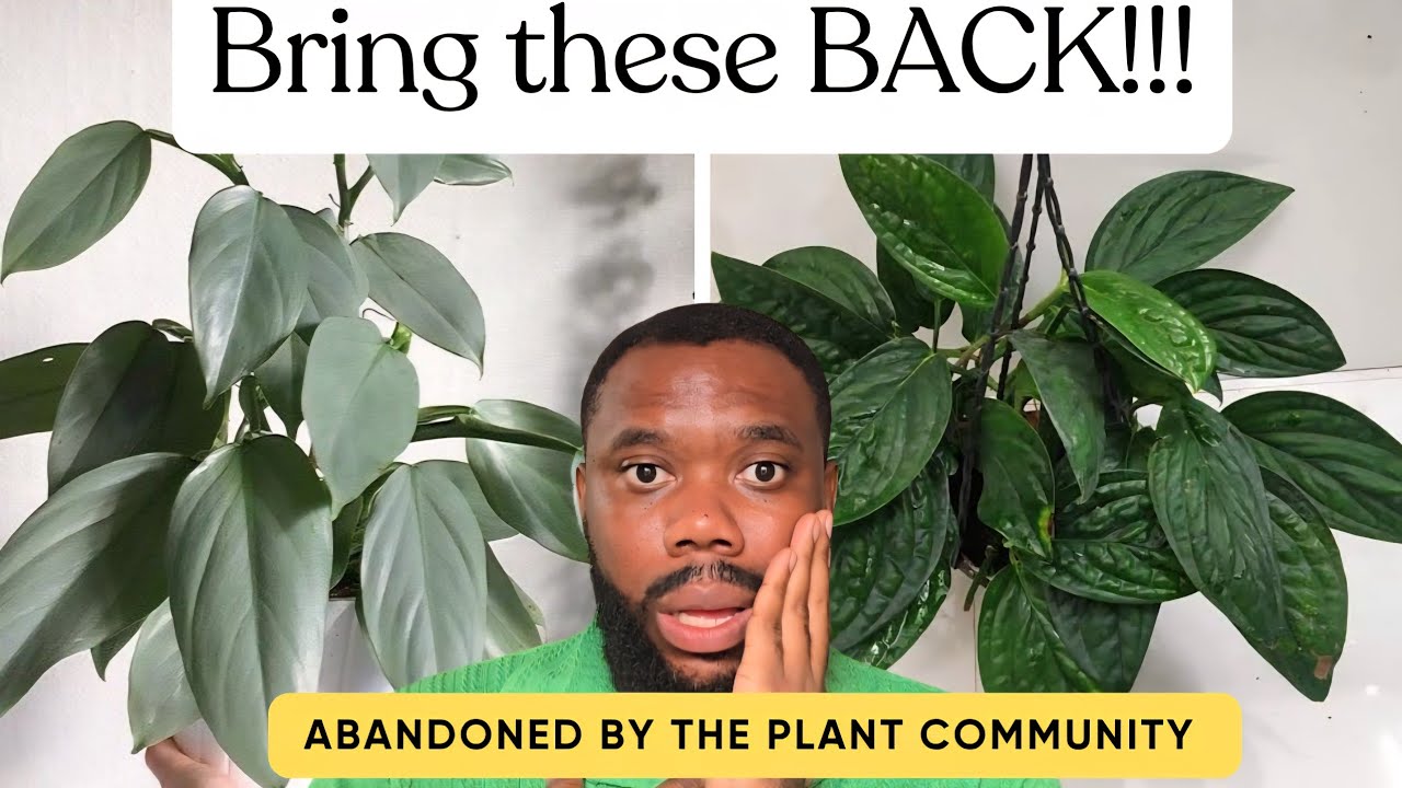 6 Once Popular Houseplants That Deserve a Comeback!