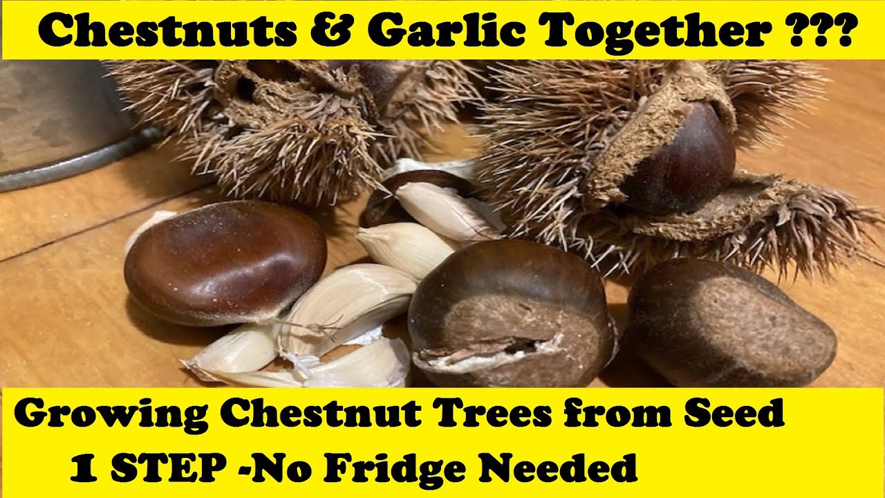 How to Plant Chestnut 🌰 Seeds 🌰 in Containers Outside 🌳 in 1 Step // from Campbell’s Freedom Farm