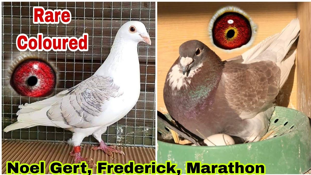 Rare Colour Racing Pigeons | Noel Gert Pigeon | Aq Loft Racer Kabootar