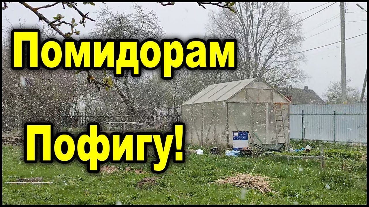 Никаких обогревателей больше не нужно! Помидоры не замёрзнут и так! И вот почему.