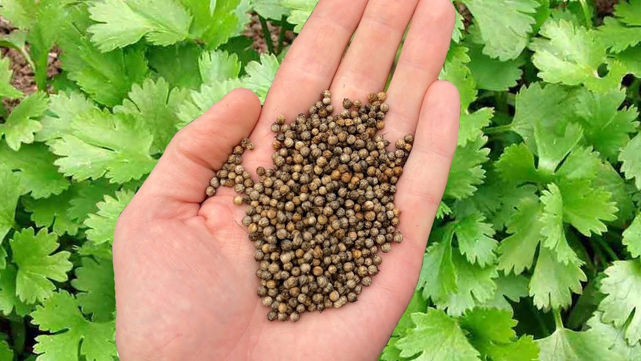 How to Grow and Harvest Coriander (Cilantro Seeds)