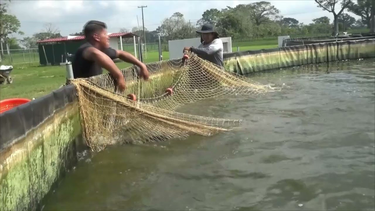 Cultivo de Tilapias en Jalapa