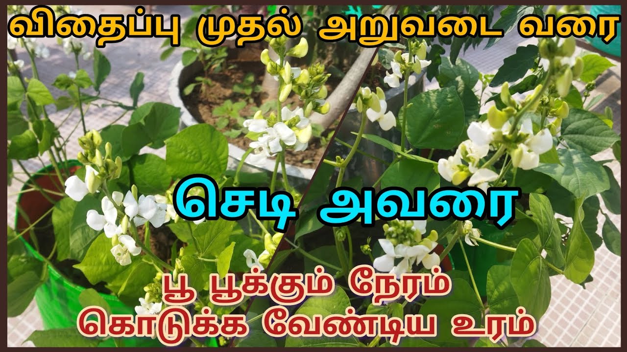 V 19 - செடி அவரை பராமரிப்பு & உரம் #garden #avaraichedi #fertilizer 