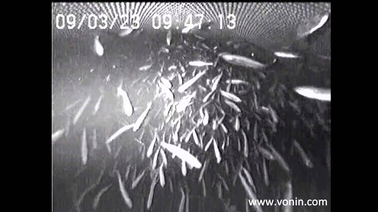 Blue Whiting going smoothly through tunnel