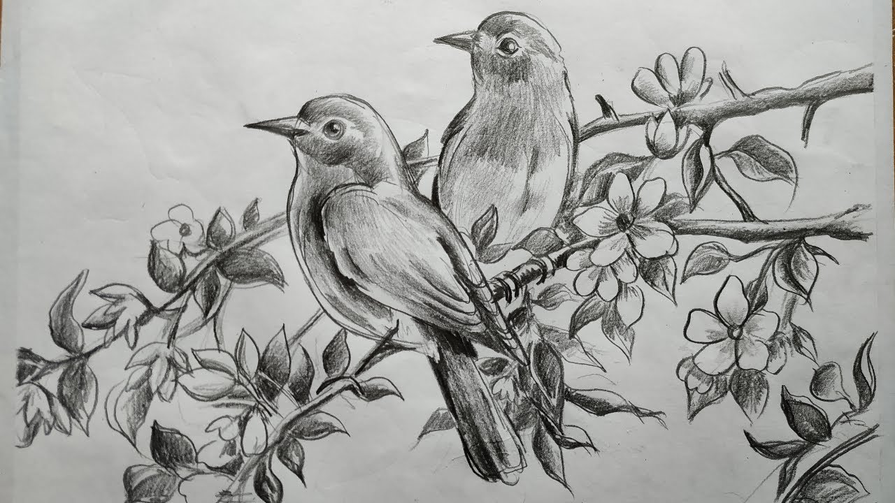 how to draw birds and flowers with pncil sketch for beginners step by step,how to draw easy bird,