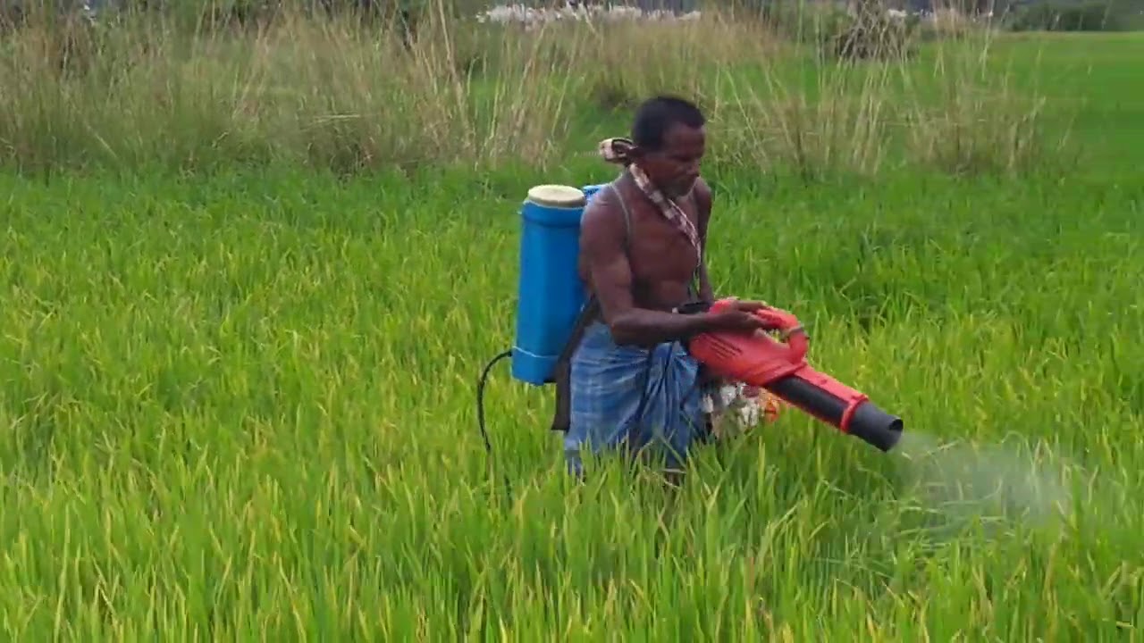 Potassium deficiency treatment of paddy field with blower spraying.