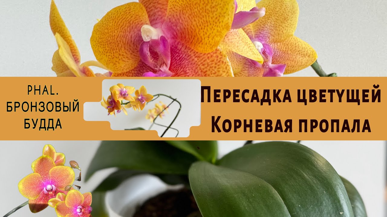 Оставляю цветонос- рискую. Корневая пропала. Нужно пересаживать вовремя!