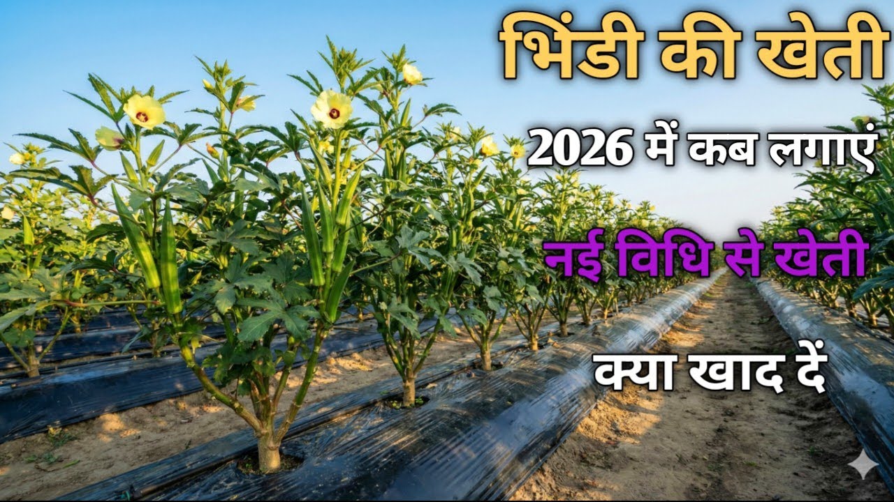 भिंडी की खेती कैसे करें | कब लगाएं | सही खाद | नई तकनीक से ज्यादा पैदावार | High Profit
