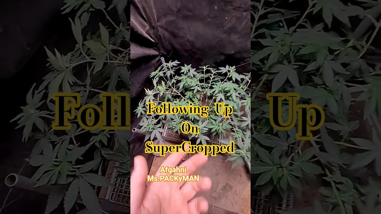 For Education Use: After View of Super Cropped Cannabis Plant #cultivation #educational #growtips