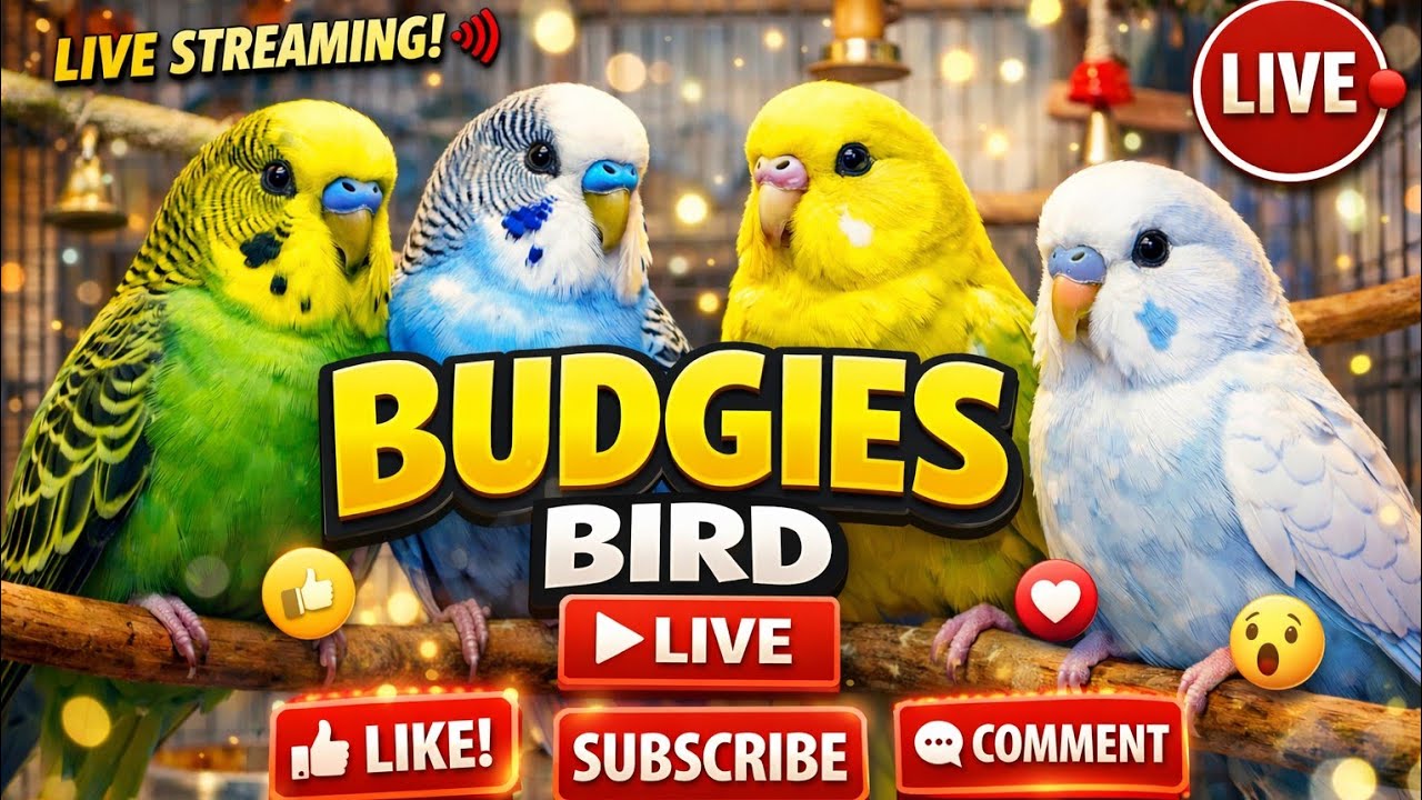 Live Budgies Real Time Fun 🦜 #cutechaos