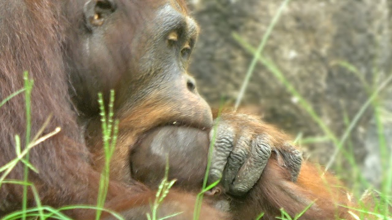 リキ兄ちゃんアピ兄ちゃんと遊びたいホッピー・オランウータン