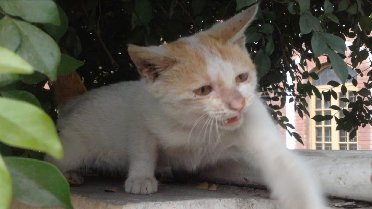 Hungry Feral Kitten Was Very Aggressive | Attacking |