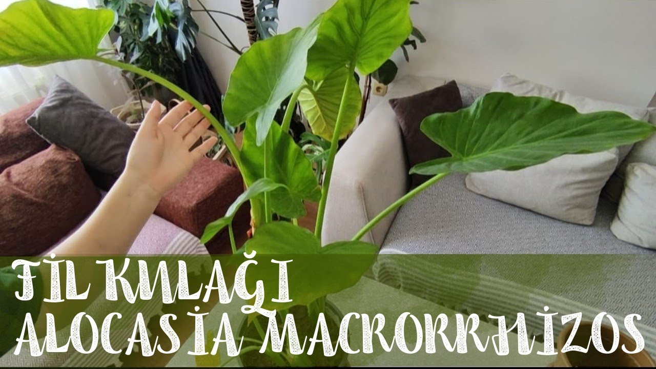 Fil Kulağı Alocasia Macrorrhizos Bitkisi Nasıl Bakılır? Yaprak Sararması, Çoğaltma ve Saksı Değişimi