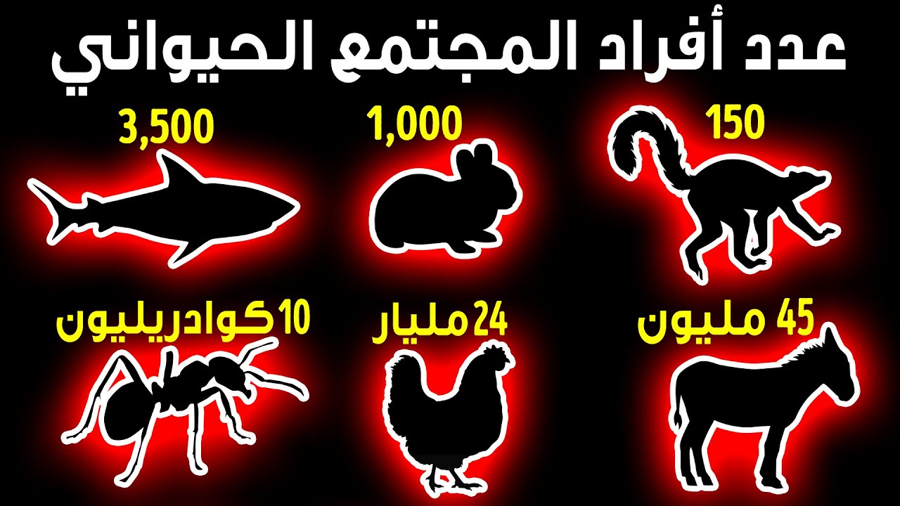 أصغر وأكبر المجتمعات الحيوانية: مقارنة