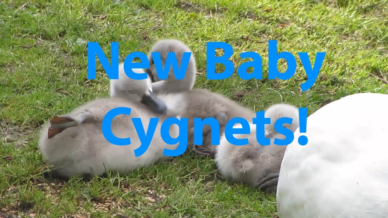 3 New Baby Cygnets! - The Brit Vlog #247