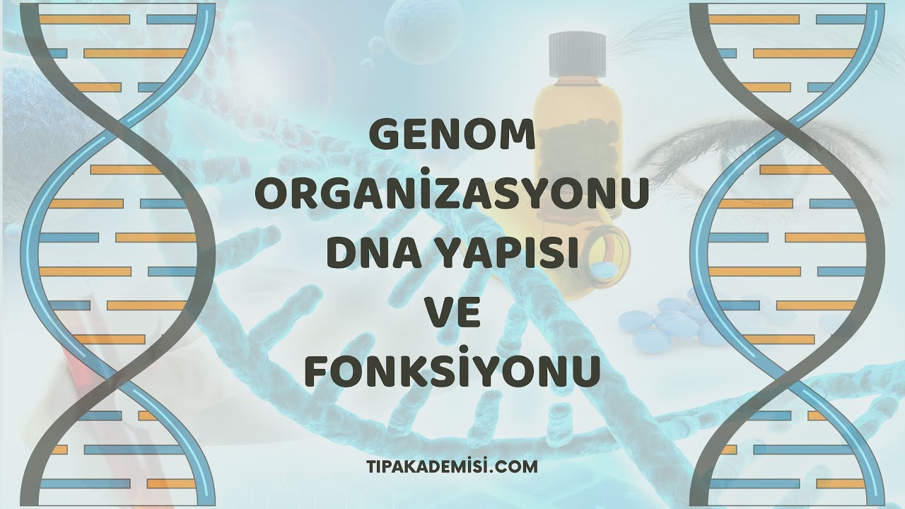 tipakademisi.com Biyokimya - Genom Organizasyonu DNA Yapısı ve Fonksiyonu Konu Anlatımı