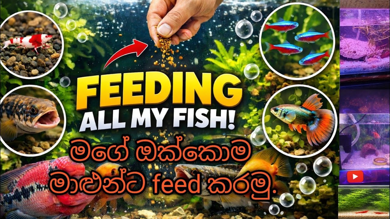 මගේ ඔක්කොම මාළුන්ට feed කරා🦐