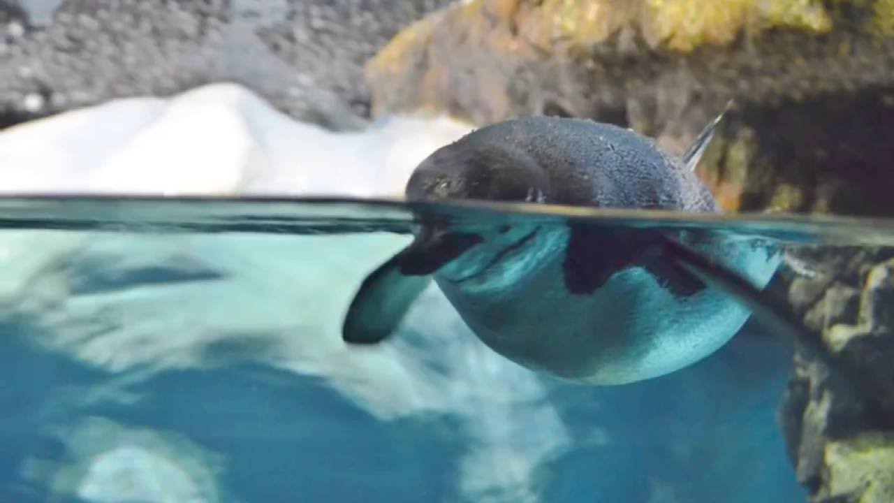 Meditative UnterWasserWelt - UnderWaterWorld Relaxing Movements and music