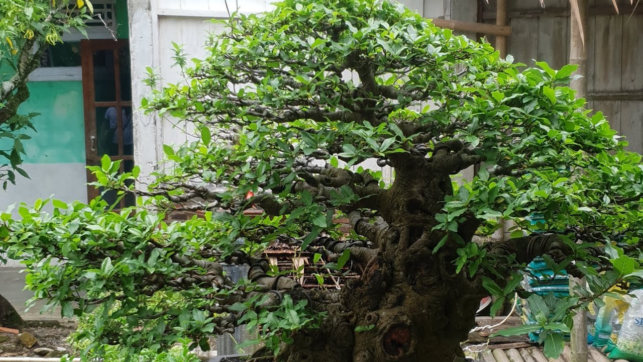 YANG SUKA BUNGA HIAS DAN BONSAI NIH ! SIAP DI LELANG