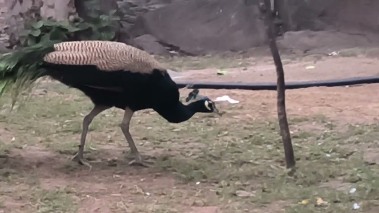 🦚🌲🦚When will the peacock understand my love?#viral #nature #trending #popular#forrest #entertainment