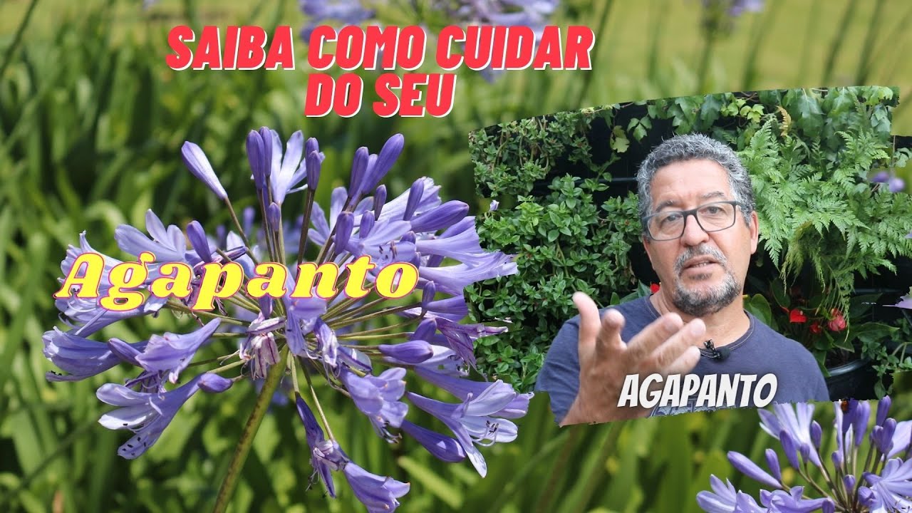 Agapanto - Saiba como cuidar