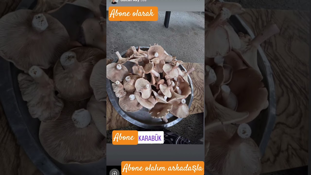 tohumluca mantarı