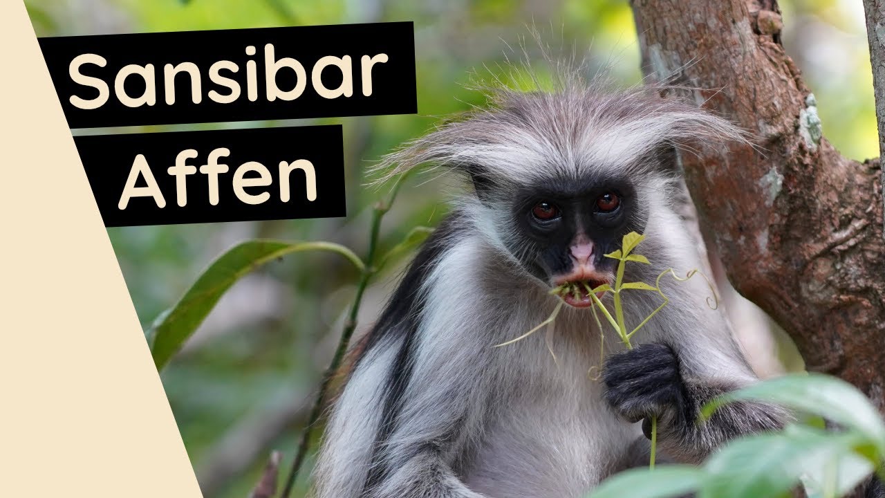 Affen auf Sansibar (Jozani Forest) ● Sansibar Stummelaffe ● Weltreise Vlog #106