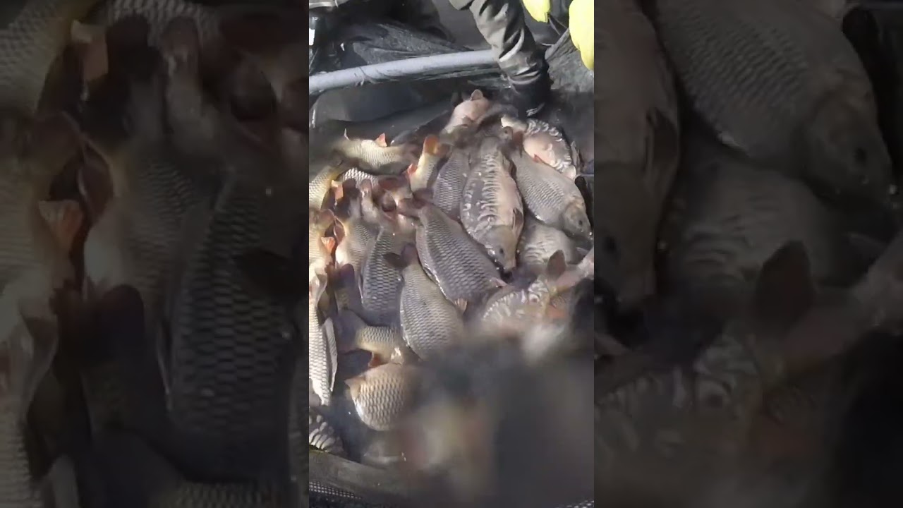 Bayeswater Dayticket Netting - Carp of approximately 3lb-5lb #fishery #carpfishing #carp