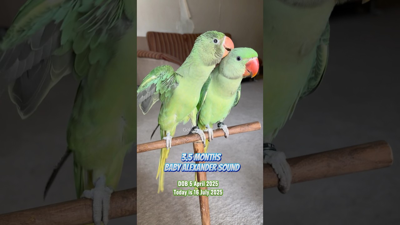 3.5 months baby alexandrine sound #babybird #babyparrot #babyparrotsound #goluandmimmi #short
