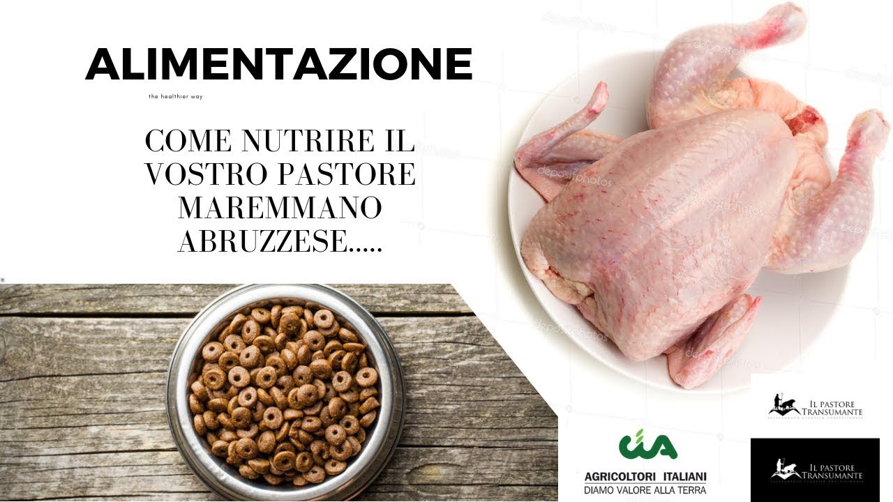 23. Come alimentare il Pastore Maremmano Abruzzese (ita.)