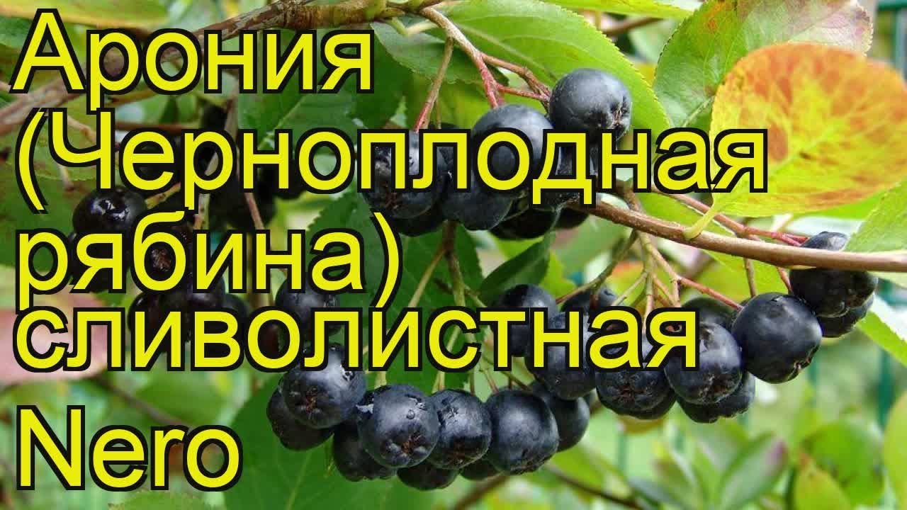 Арония сливолистная Неро (Nero). Краткий обзор, описание характеристик, где купить саженцы