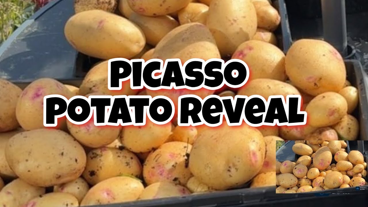 Picasso Potato Reveal [GROWING POTATOS IN CONTAINERS] #containergardening #potato #potatoharvesting 
