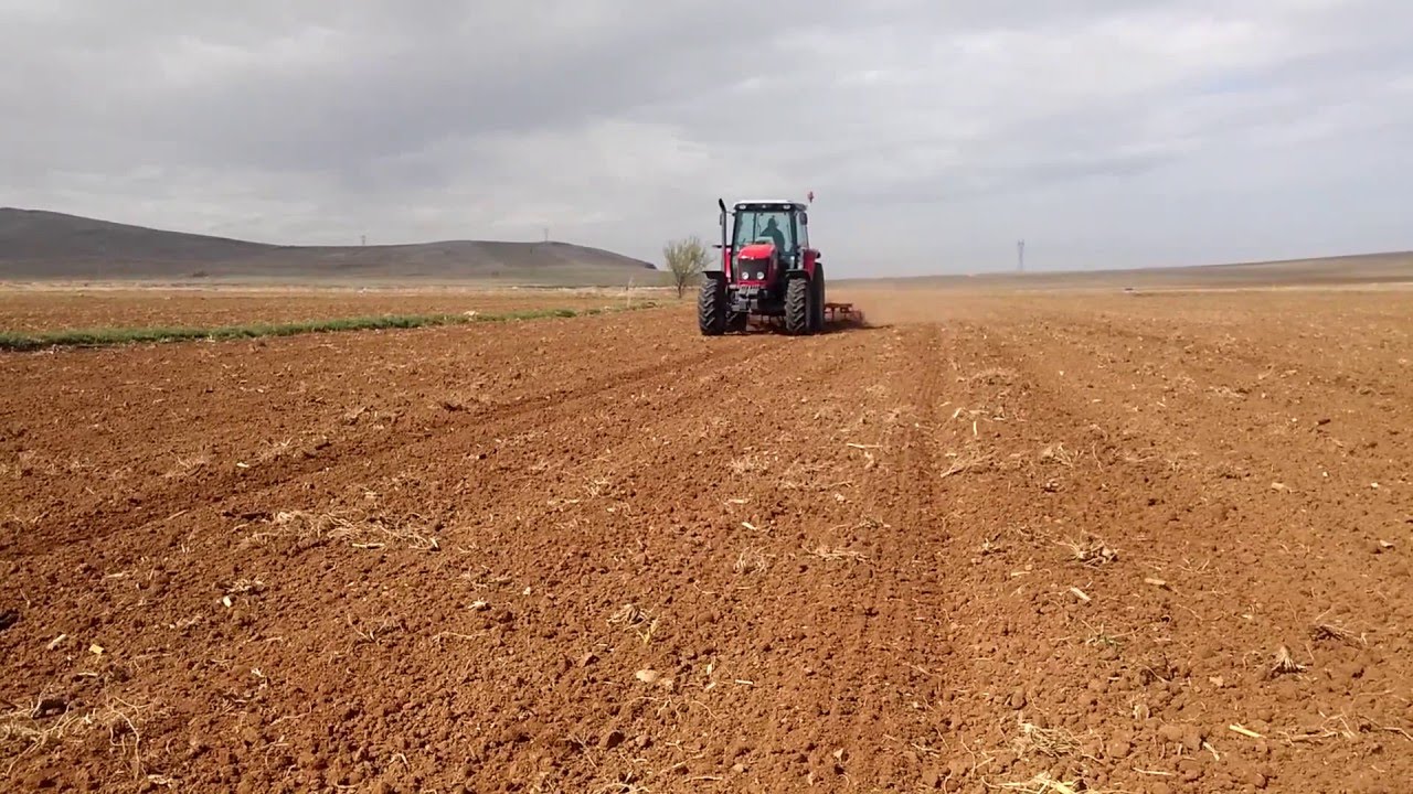 Massey Ferguson 5425 & Kültivatör Pancar Yeri Hazırlama