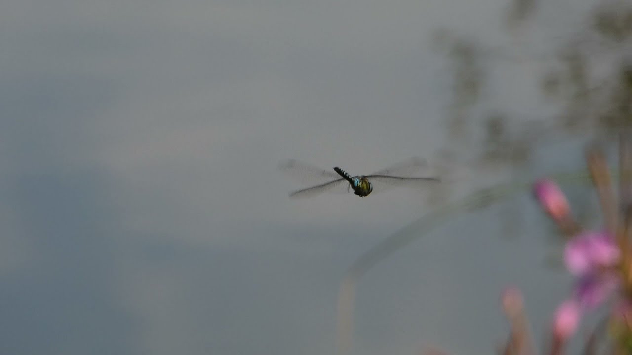 Ditchford Dragonflies & More@Ditchford Lakes & Meadows: 25th August 2019.