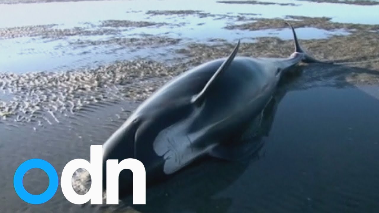 Nearly 200 whales stranded in New Zealand