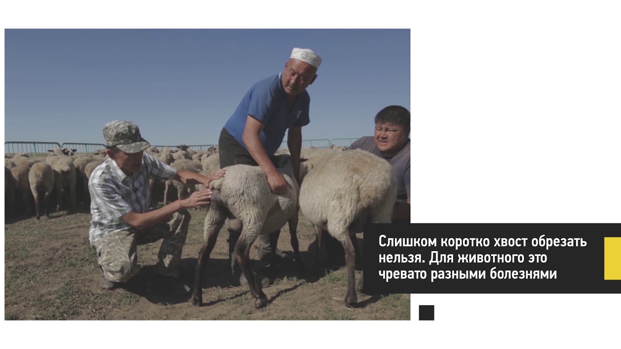 Обрезка хвоста ягнят