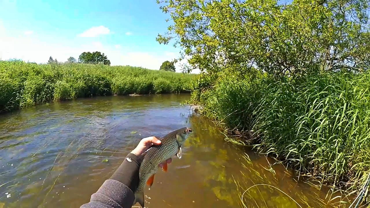 Ловля голавля на жука в начале лета. Рыбалка нахлыстом на малой реке. Fly fishing for chub.