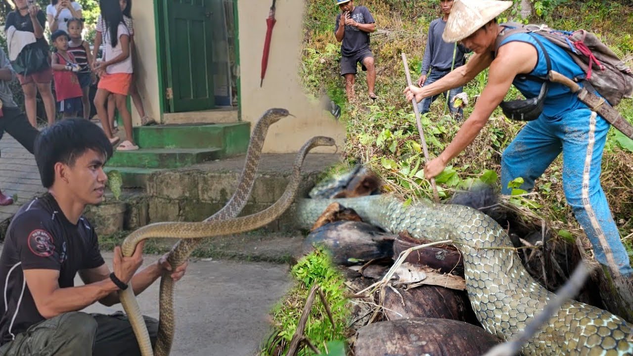 MONTERS KING COBRA NG TAYABAS QUEZON TATLO NA ANG NAT*KLAW