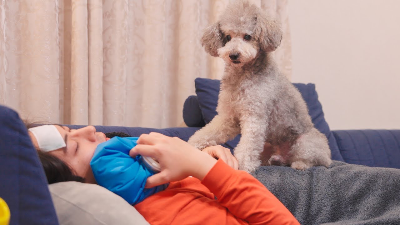 🐶高熱で倒れた飼い主をつきっきりで看病する愛犬が優しすぎた、、、