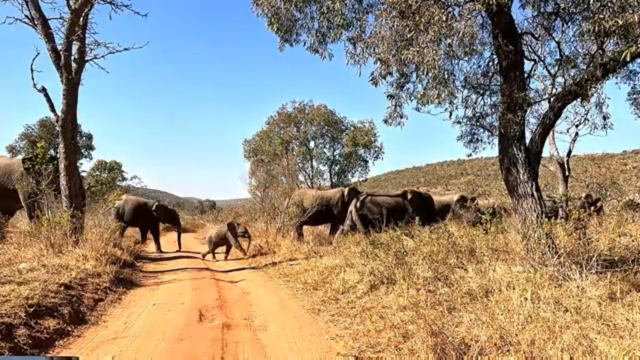 A Massive Herd of Elephants Roaming Free | Real-Time African Nature Sounds!