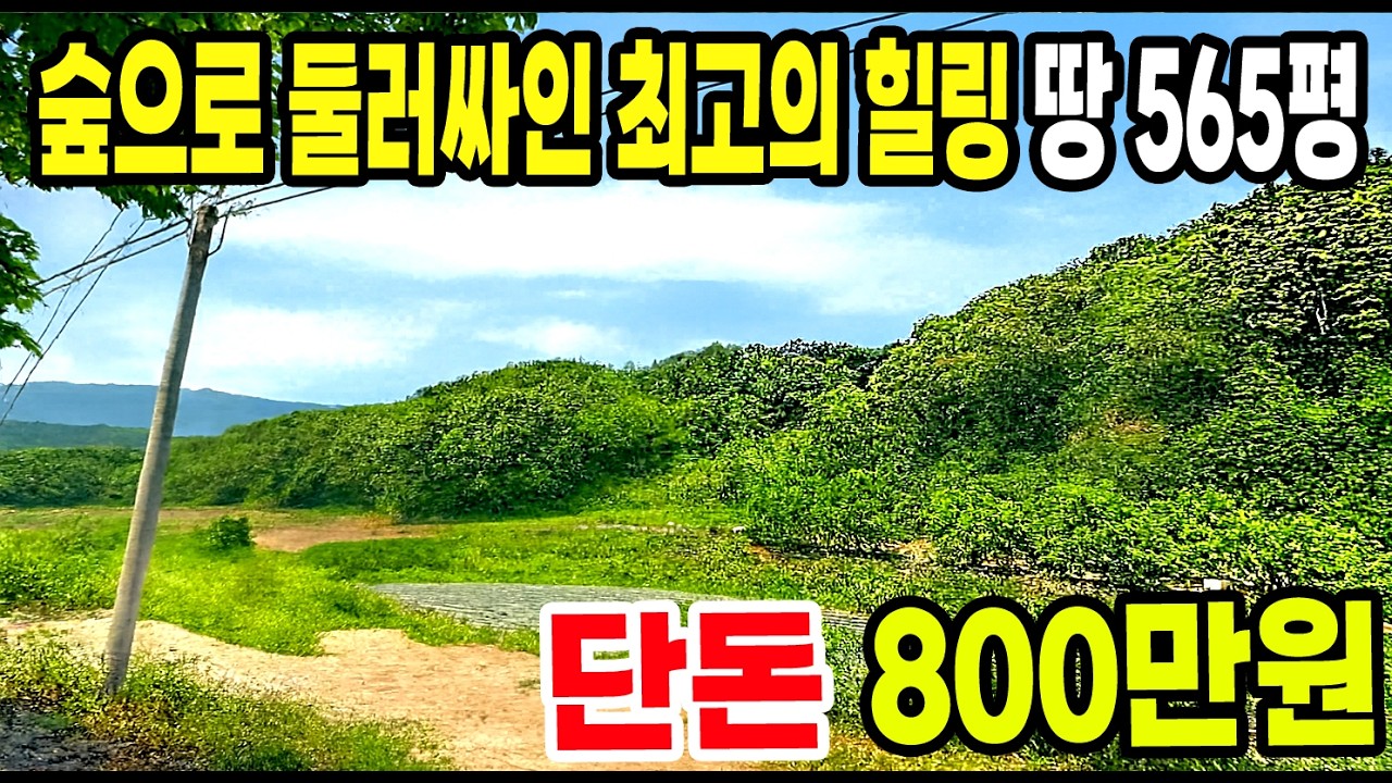 도로·전기·물 다 갖춘 565평이 815만 원?! 감정가 16%까지 폭락한 숲속 힐링 토지