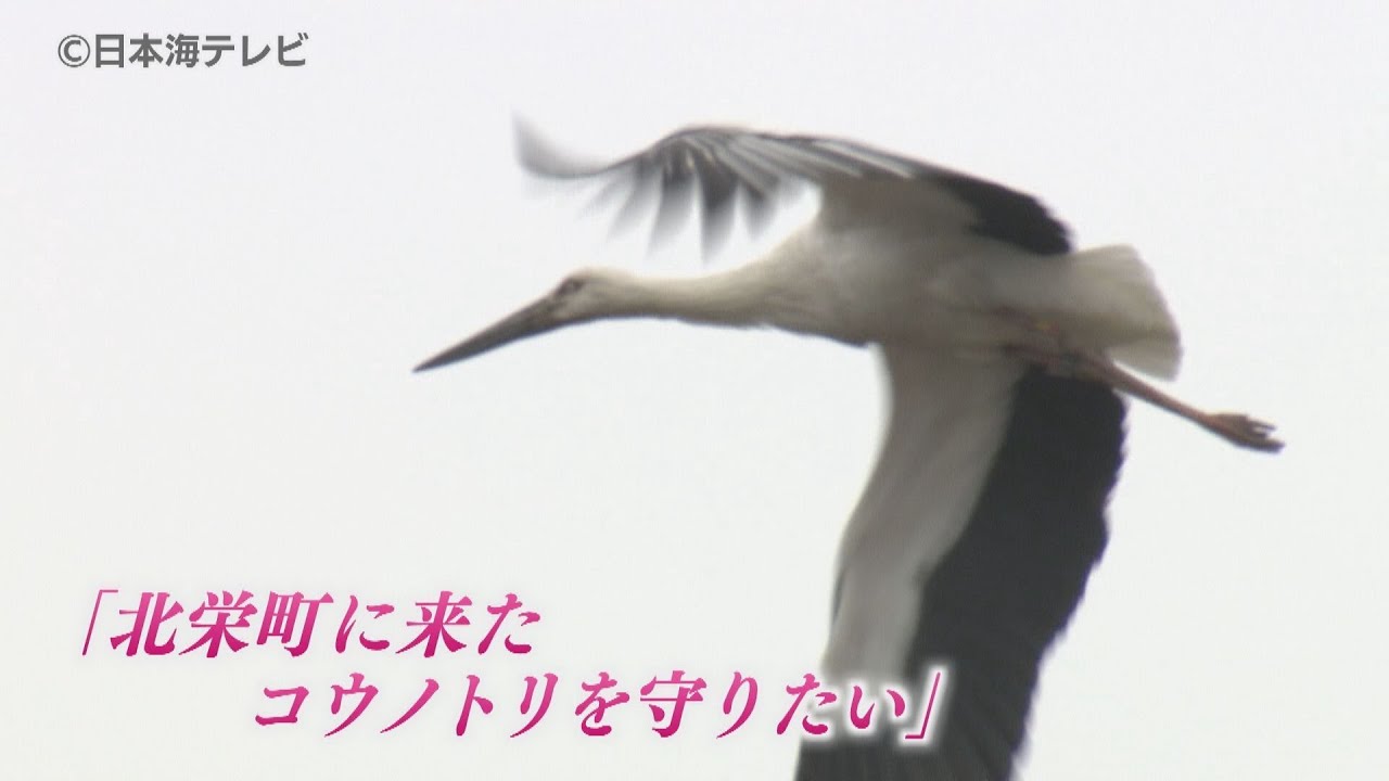 【コウノトリ】安全な巣作りを地域住民が支援　古い電柱再利用し人口巣塔づくり　鳥取県北栄町