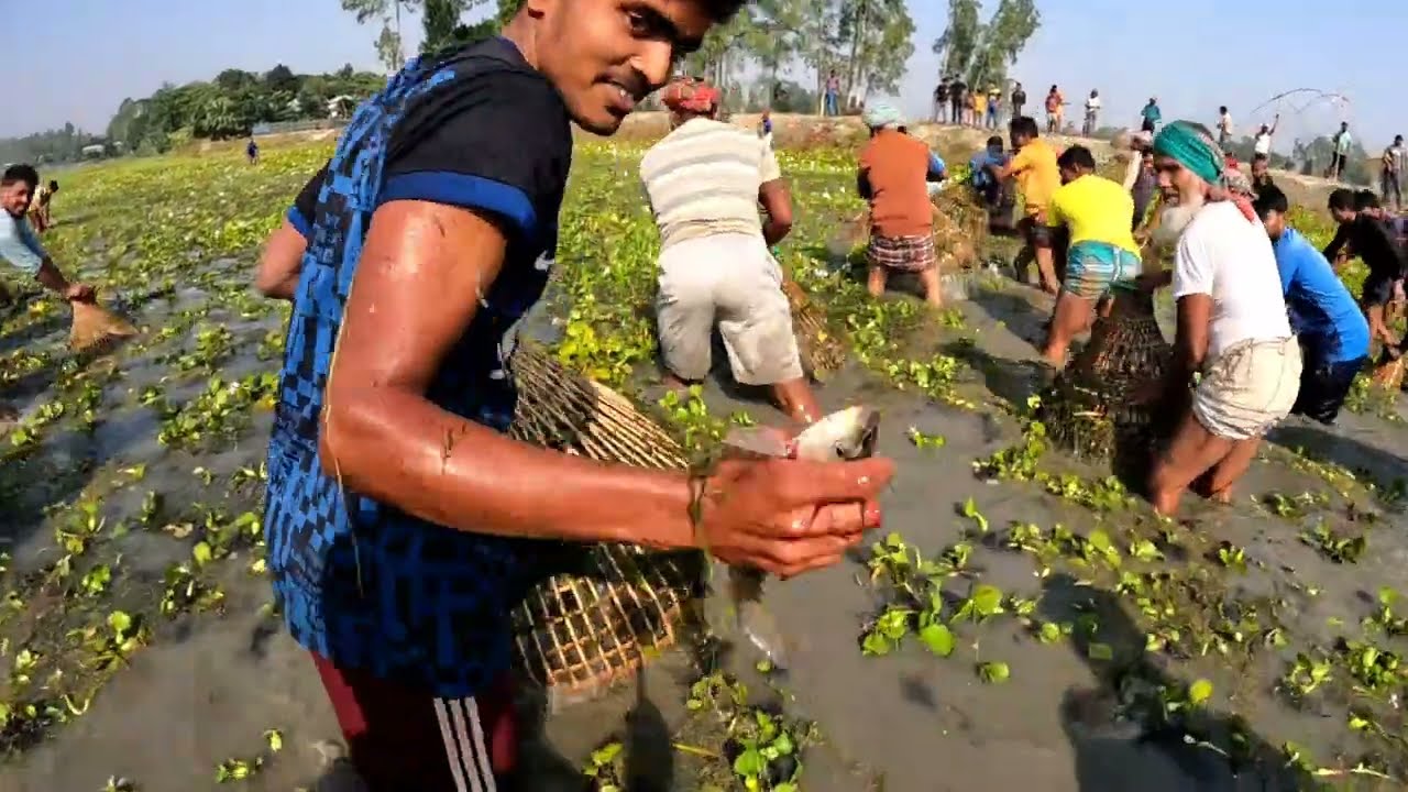 পলো দিয়ে মাছ ধরা আনন্দ।