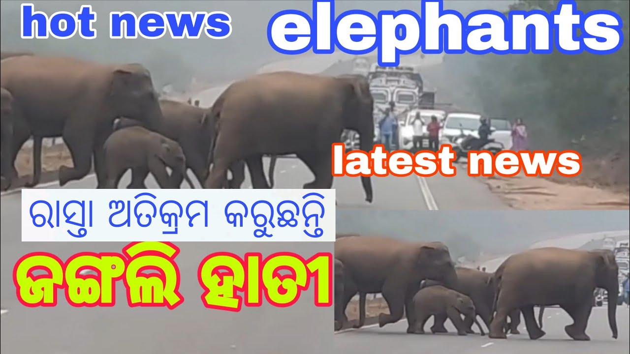 20ନମ୍ବର୍ ଜାତୀୟରାଜପଥ କେନ୍ଦୁଝର ଅନ୍ତର୍ଗତ ନେକେଳାଘର ନିକଟରେ ହାତୀ ରାସ୍ତା ଅତିକ୍ରମ କରିଥିବା ଦୃଶ୍ୟ#elephant 