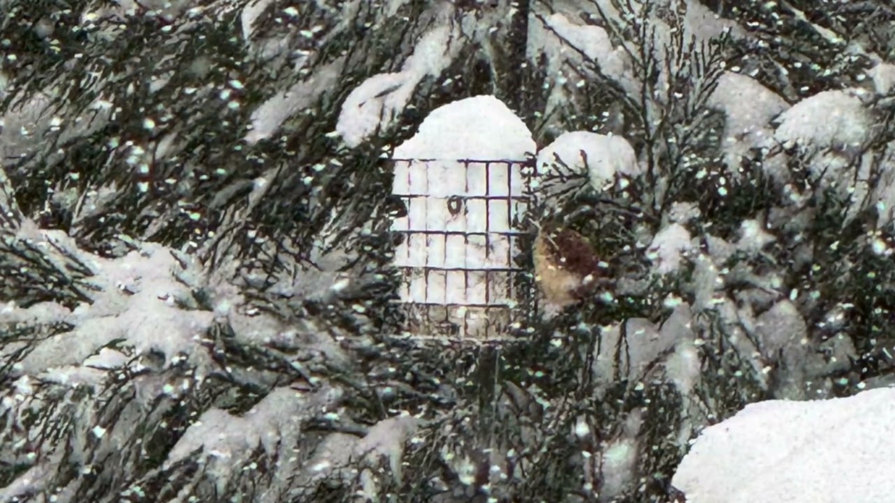 Little Wing Winter Wonderland