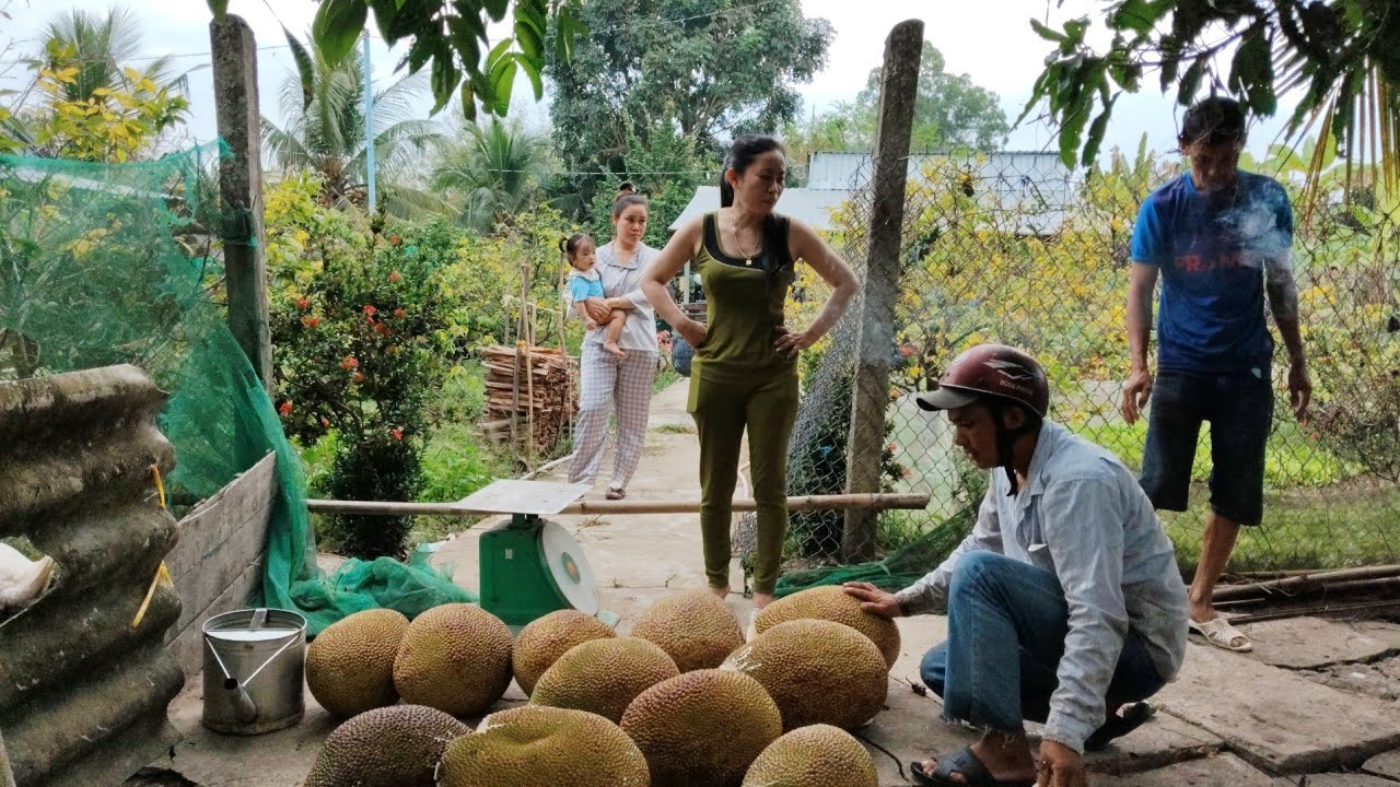 Người dân Hậu Giang thu hoạch mít ruột đỏ trái to, đẹp nhưng cái kết giá mít quá đắng 